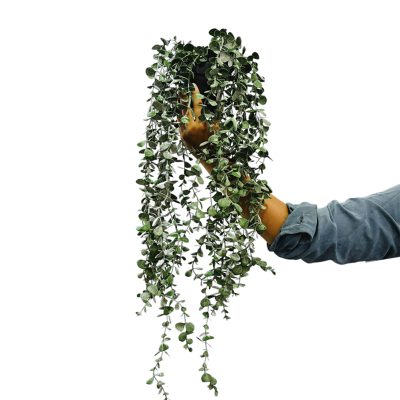 Planta Artificial Colgante Dischidia